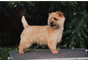 Cairn Terrier Fuchur