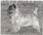 Cairn Terrier Lucetta from Koplecairn