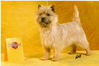 Cairn Terrier Silvermoon-Rosi