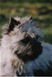 Cairn Terrier Walpurgis-Witch