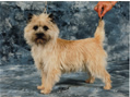 Cairn Terrier Zenia