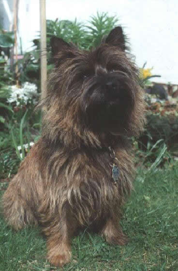 Cairn Terrier Allerleirauh Uriellox