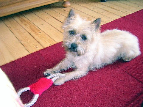 Cairn Terrier Allerleirauh Highlander