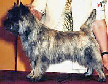 Cairn Terrier Galaxia