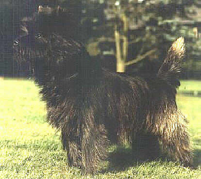 Champion Red Hackle of Ferniegair