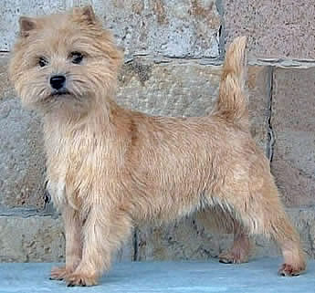 Cairn Terrier Secret Melody