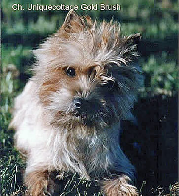 Cairn Terrier Champion Allerleirauh Gold Brush