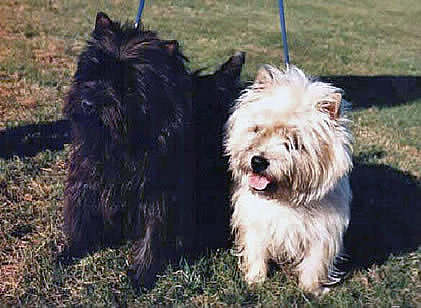 Allerleirauh Cairn Terrier