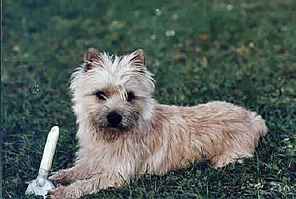 Cairn Terrier