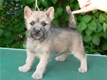 Cairn Terrier Welpen