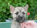 Cairn Terrier Welpen