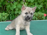 Cairn Terrier Welpen