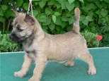 Cairn Terrier Welpen