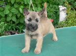 Cairn Terrier Welpen