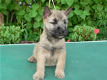 Cairn Terrier Welpen