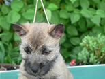 Cairn Terrier Welpen