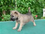 Cairn Terrier Welpen