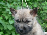 Cairn Terrier Welpen