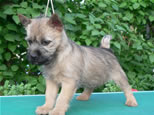 Cairn Terrier Welpen