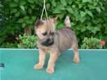 Cairn Terrier Welpen