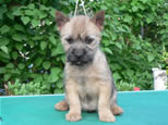 Cairn Terrier Welpen