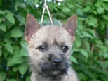 Cairn Terrier Welpen