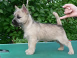 Cairn Terrier Welpen