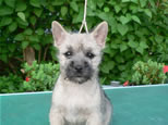 Cairn Terrier Welpen