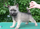 Cairn Terrier Welpen