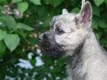 Cairn Terrier Welpen