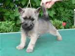 Cairn Terrier Welpen