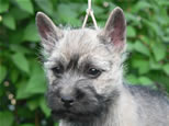 Cairn Terrier Welpen