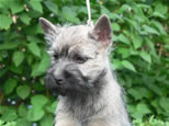 Cairn Terrier Welpen