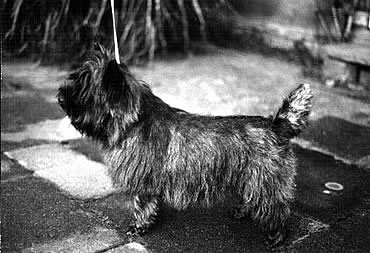 Cairnterrier "Eileen"