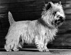 Cairnterrier "Tessa"